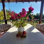 The Bougainvillea