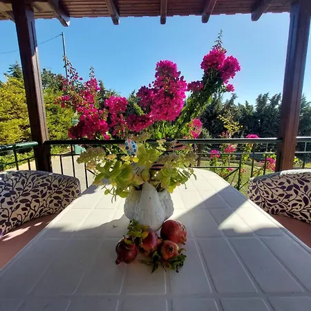 The Bougainvillea